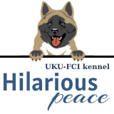 Питомник американской акиты «HILARIOUS PEACE»